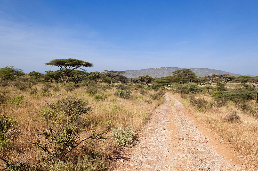 Samburu National Reserve, Kenya, East Africa, Africa 