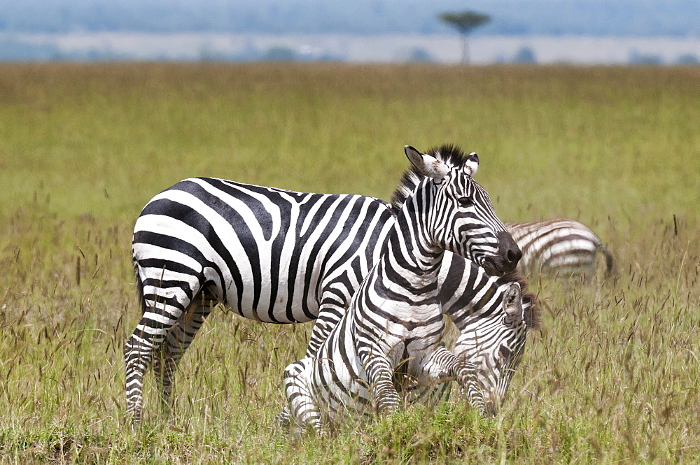 Common zebra (Equus quagga) fighting, Masai Mara National Reserve, Kenya, East Africa, Africa 