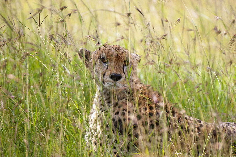 Cheetah (Acynonix jubatus), Masai Mara National Reserve, Kenya, East Africa, Africa 