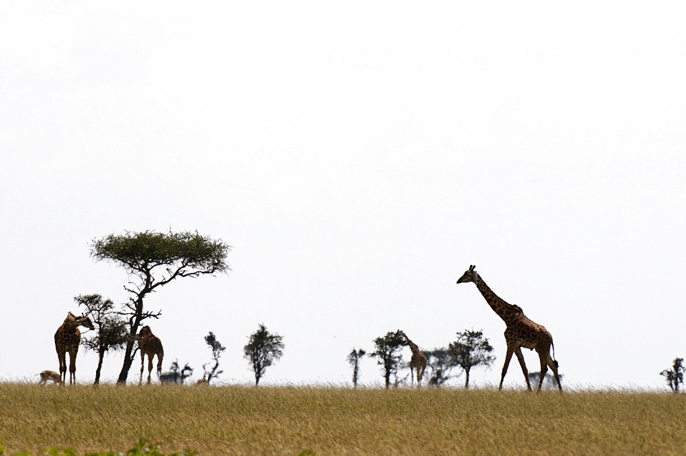 Masai graffe (Giraffa camelopardalis), Masai Mara National Reserve, Kenya, East Africa, Africa 