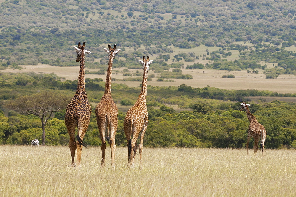 Masai giraffe (Giraffa camelopardalis), Masai Mara National Reserve, Kenya, East Africa, Africa 