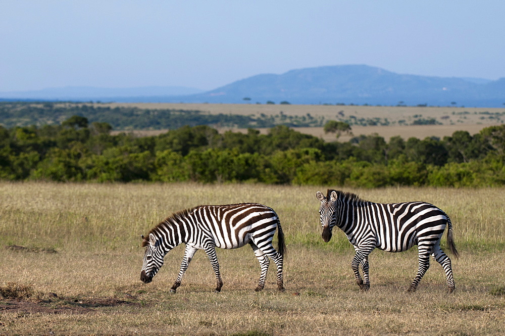 Common zebra (Equus quagga), Masai Mara National Reserve, Kenya, East Africa, Africa 