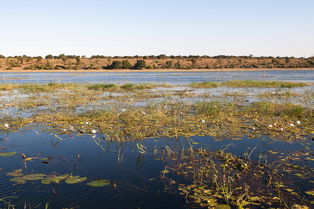 Chobe River, Chobe National Park, Botswana, Africa 