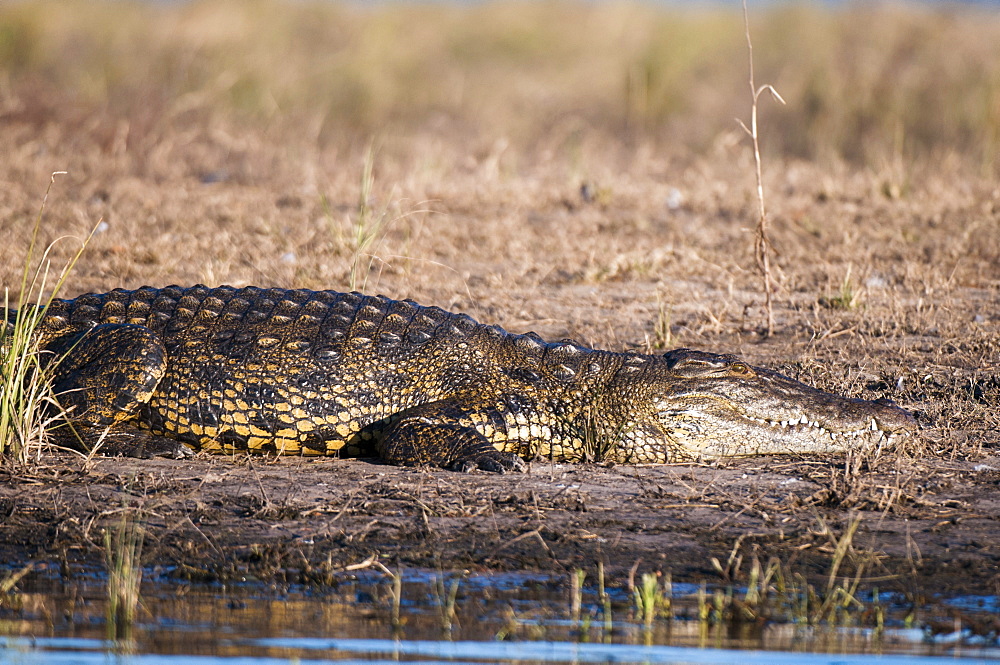 Nile crocodile (Crocodylus niloticus), Chobe National Park, Botswana, Africa 