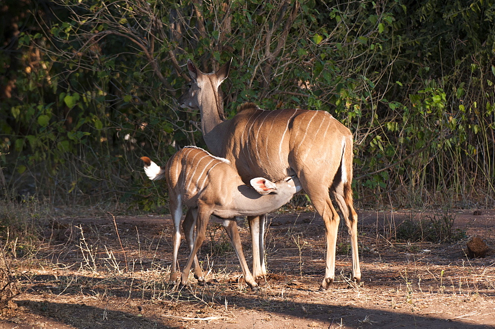 Kudu (Tragelaphus strepsiceros) and young, Chobe National Park, Botswana, Africa 