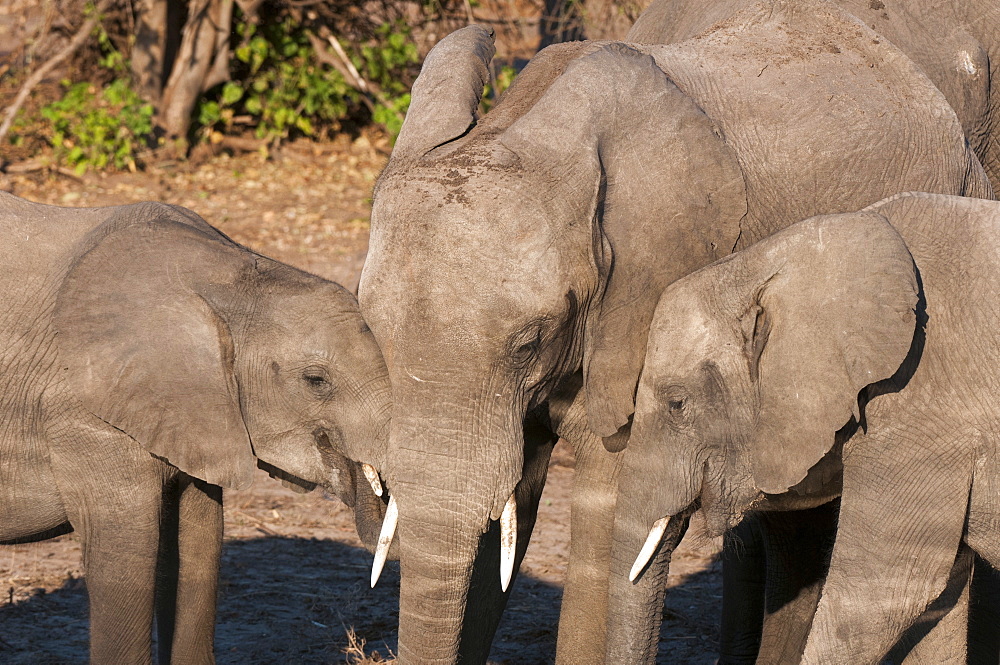 African elephants (Loxodonta africana), Chobe National Park, Botswana, Africa 