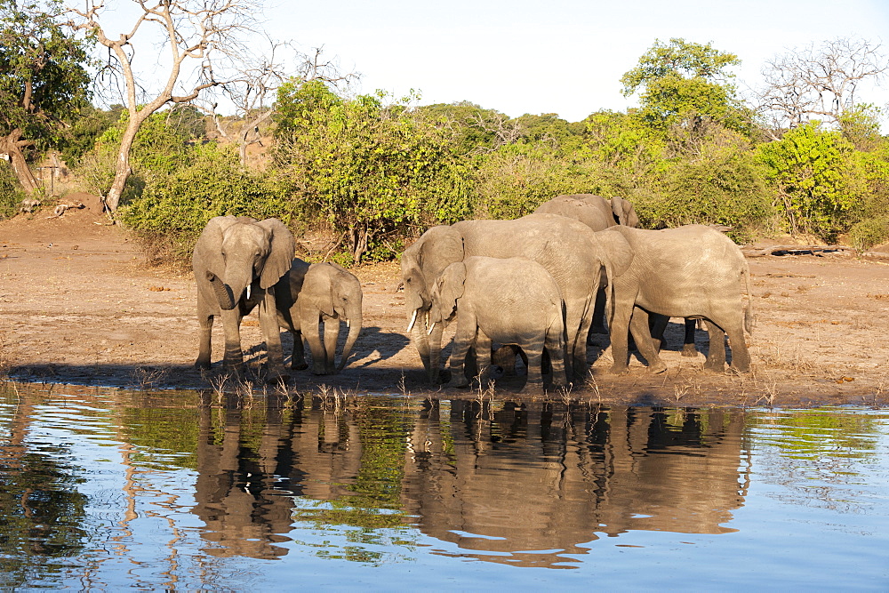 African elephants (Loxodonta africana), Chobe National Park, Botswana, Africa 