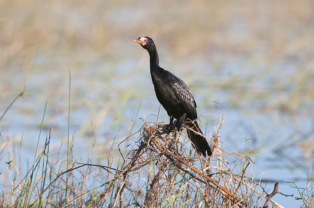 Reed cormorant (Phalacrocorax africanus), Chobe National Park, Botswana, Africa 