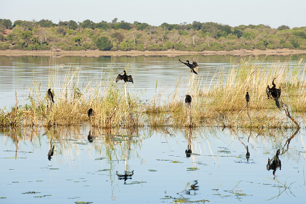 African darter (Anhinga rufa), Chobe National Park, Botswana, Africa 