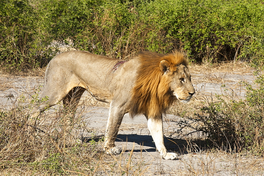 Lion (Panthera leo), Chobe National Park, Botswana, Africa 