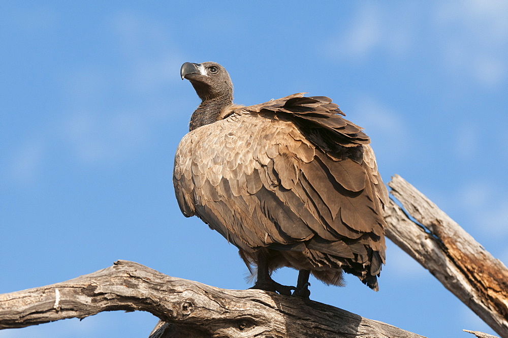 White-backed vulture (Gyps africanus), Chobe National Park, Botswana, Africa 