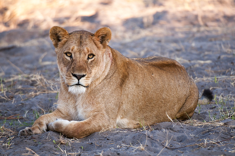 Lioness (Panthera leo), Chief Island, Moremi Game Reserve, Okavango Delta, Botswana, Africa 