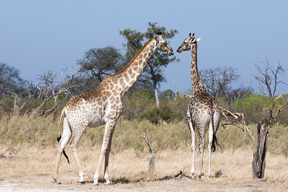 Southern giraffe (Giraffa camelopardalis), Chief Island, Moremi Game Reserve, Okavango Delta, Botswana, Africa 