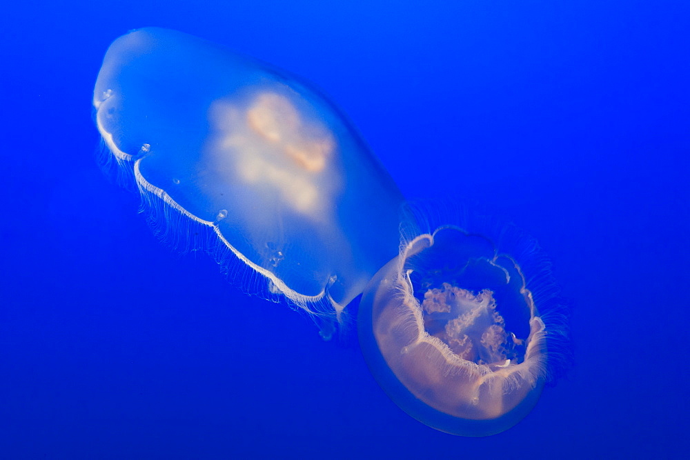 Moon jellyfish (Aurelia labiata) at Monterey Bay aquarium, Monterey, California, United States of America, North America