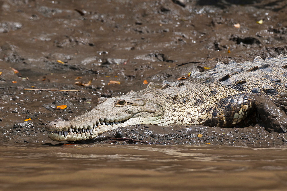 American Crocodile (Crocodylus acutus), Palo Verde National Park, Costa Rica, Central America 