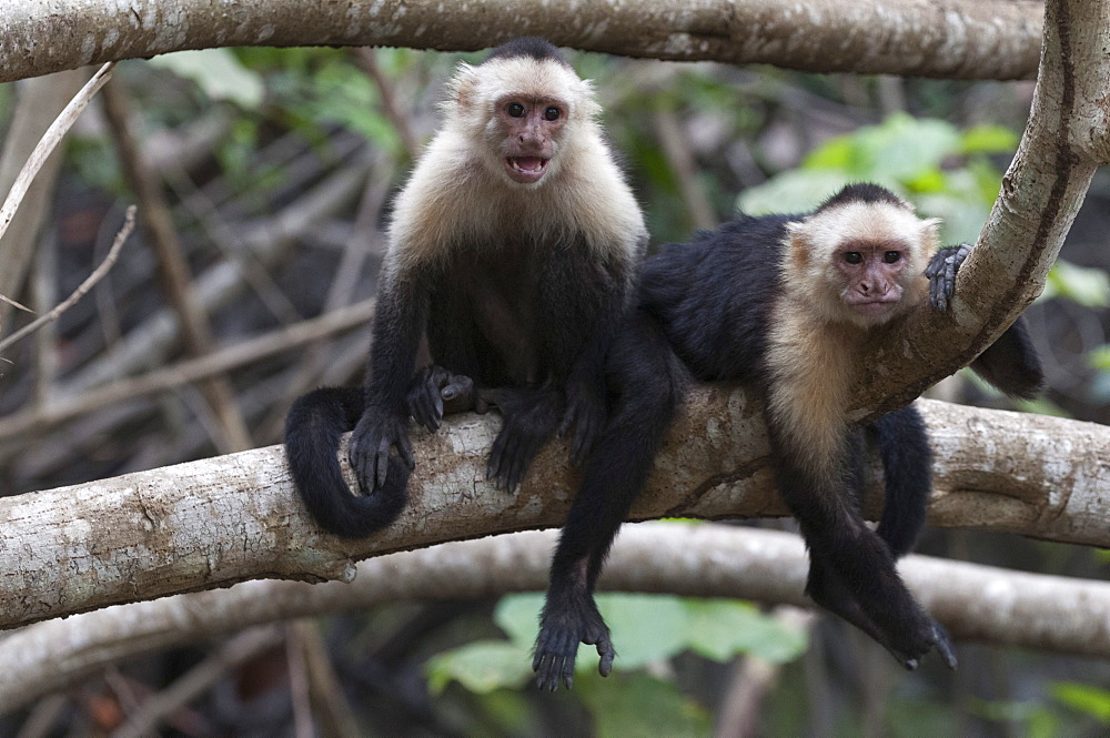 White-faced Capuchin monkey (Cebus capucinus), Curu Wildlife Reserve, Costa Rica, Central America 