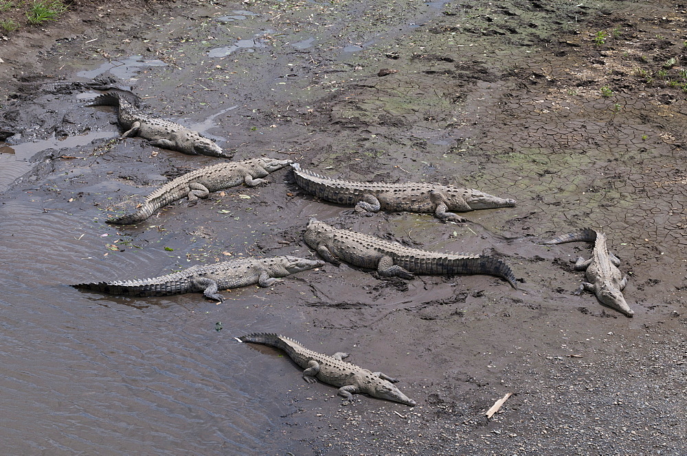 American Crocodiles (Crocodylus acutus), Rio Tarcoles, Carara Wildlife Refuge, Costa Rica, Central America 