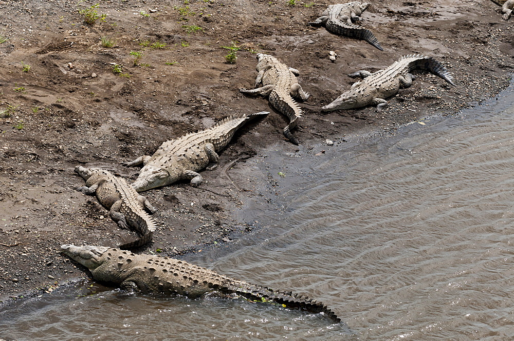 American Crocodiles (Crocodylus acutus), Rio Tarcoles, Carara Wildlife Refuge, Costa Rica, Central America 