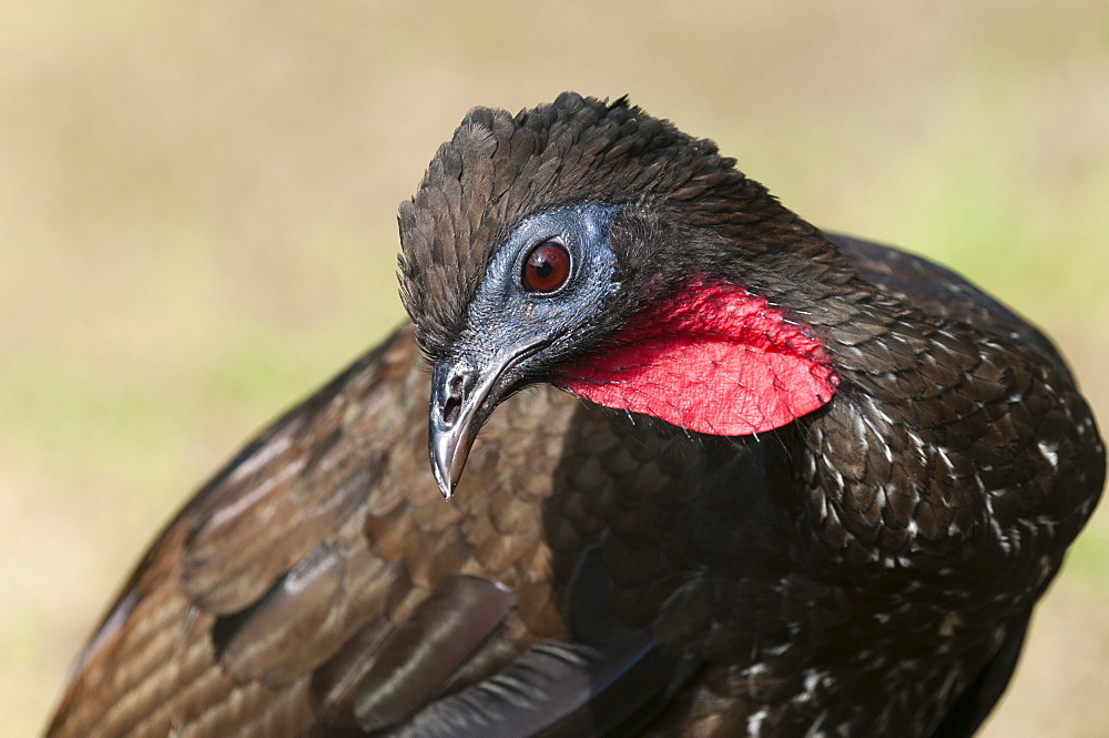 Crested Guan (Penelope purpurascens), Osa Peninsula, Costa Rica, Central America 