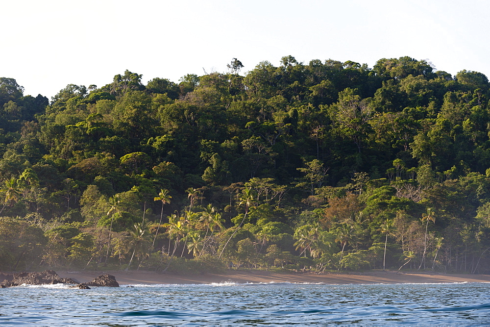 Corcovado National Park, Osa Peninsula, Costa Rica, Central America 