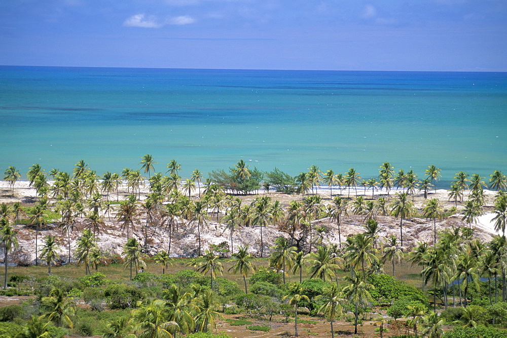 Palm trees on sand dunes, Pitangui, Natal, Rio Grande do Norte state, Brazil, South America