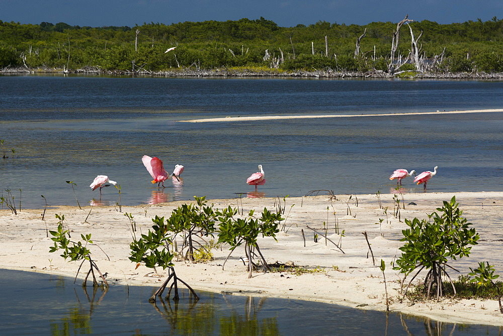 Roseate spoonbills (Platalea ajaja), Lagoon, Punta Sur Eco Park, Cozumel Island, Quintana Roo, Mexico, North America