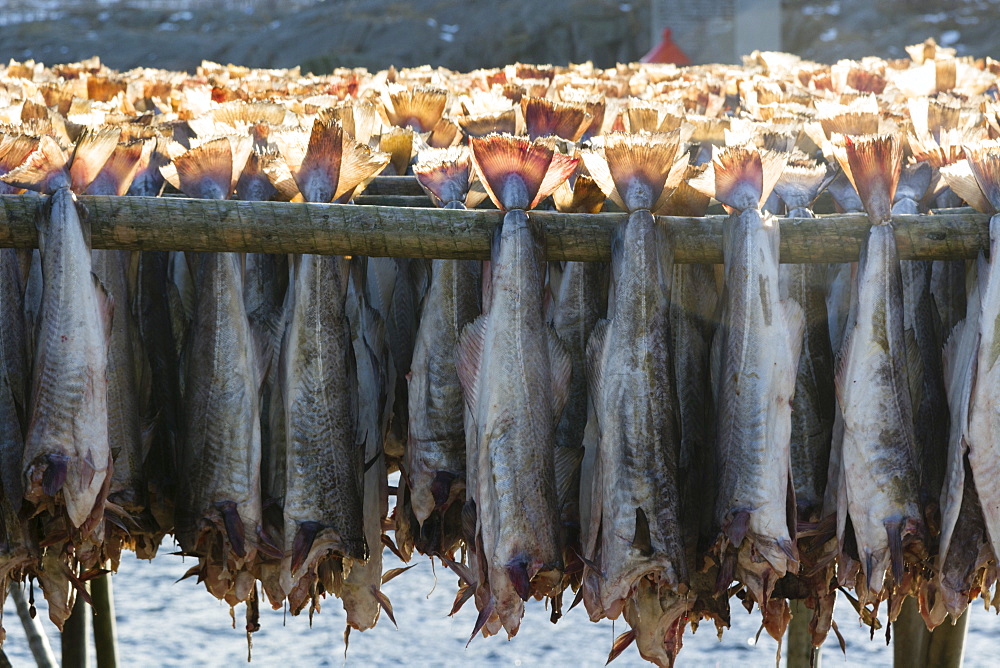 Cod fish drying, Hamnoy, Lofoten Islands, Arctic, Norway, Scandinavia, Europe