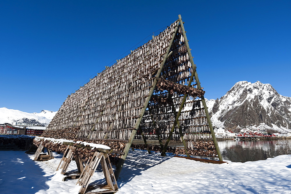 Cod fish drying, Svolvaer, Lofoten Islands, Nordland, Arctic, Norway, Scandinavia, Europe