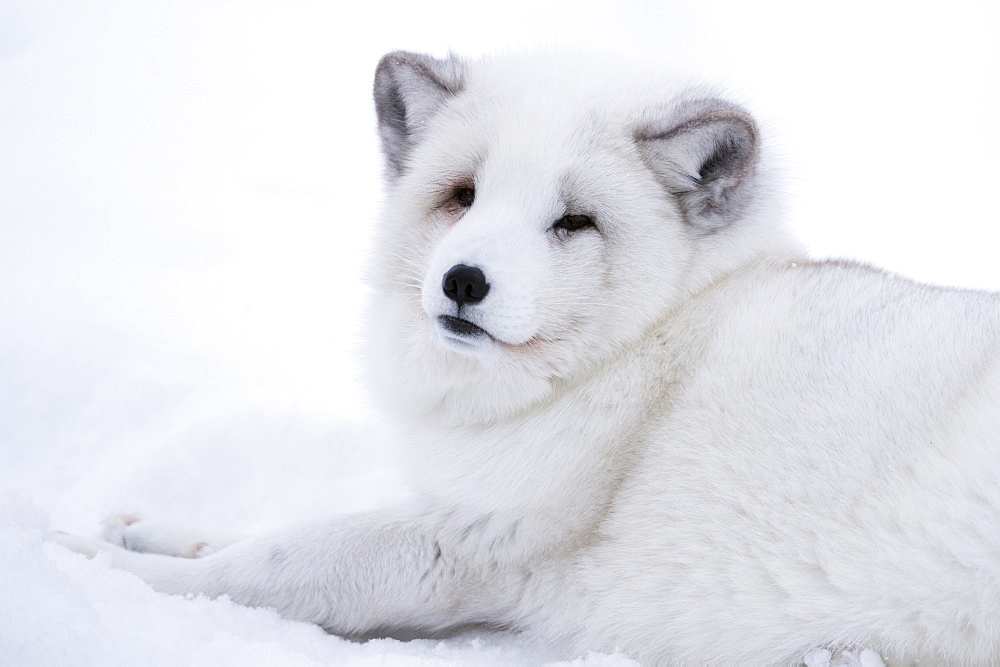 Arctic fox (Vulpes lagopus), Polar Park, Troms, Norway, Scandinavia, Europe