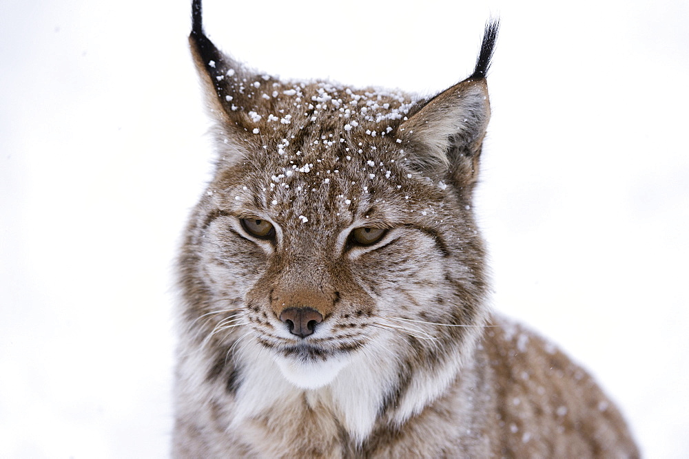 European Lynx (Lynx lynx), Polar Park, Troms, Norway, Scandinavia, Europe