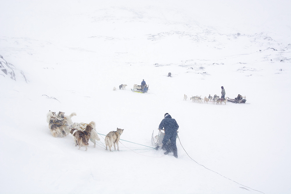 Dog sledge, Greenland, Denmark, Polar Regions