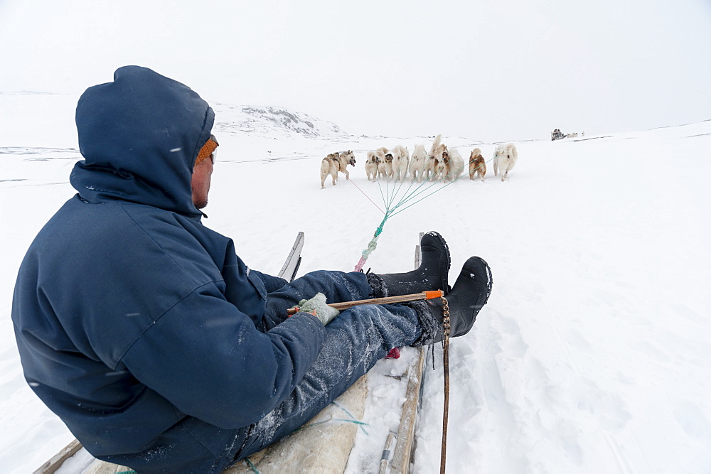 Dog sledge, Greenland, Denmark, Polar Regions