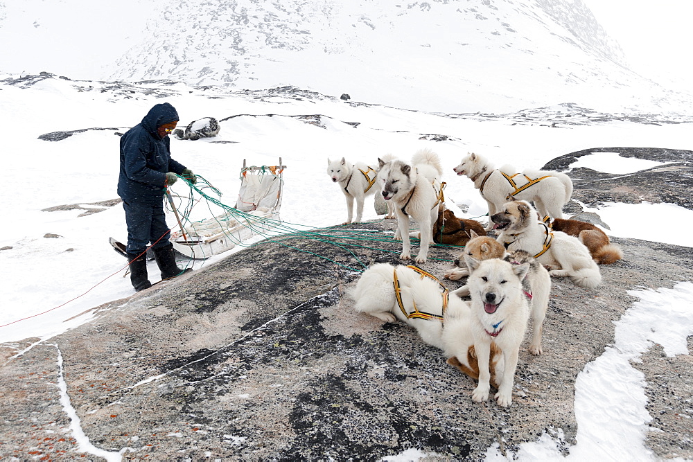 Dog sledge, Greenland, Denmark, Polar Regions