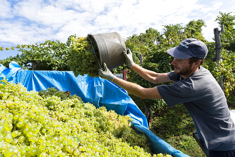 Grape harvest, Valdobbiadene, Veneto, Italy, Europe