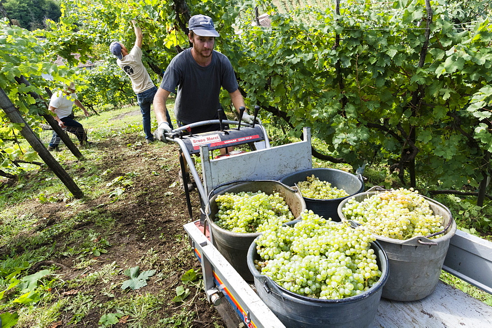 Grape harvest, Valdobbiadene, Veneto, Italy, Europe