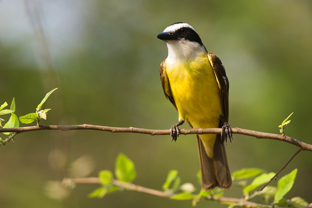 A Great Kiskadee (Pitangus sulphuratus) perching, Pantanal, Mato Grosso, Brazil, South America