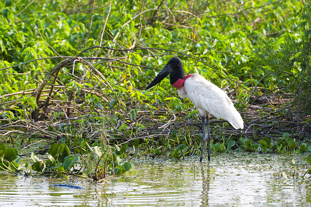 Jabiru (Jabiru mycteria), Pantanal, Mato Grosso, Brazil, South America