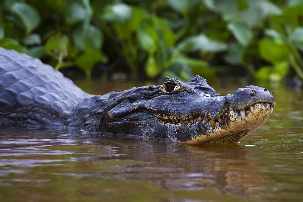 Yacare caiman (Caiman crocodylus yacare), Pantanal, Mato Grosso, Brazil, South America