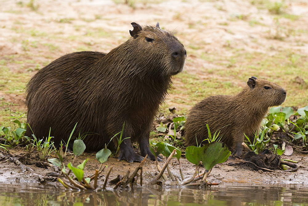 Adult and young capybara (Hydrochaeris hydrochaeris) on Cuiaba River bank, Pantanal, Mato Grosso, Brazil, South America