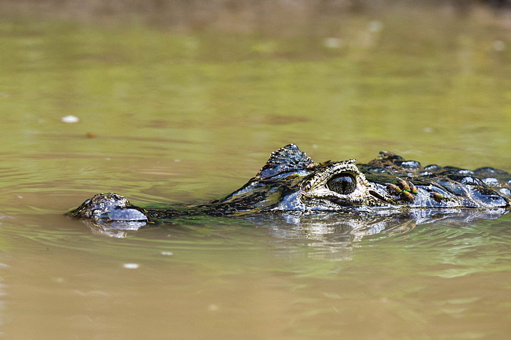 Yacare caiman (Caiman crocodylus yacare), Rio Negrinho, Pantanal, Mato Grosso, Brazil, South America