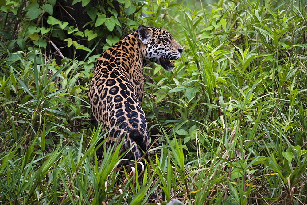 A jaguar (Panthera onca) moving through the grass, Cuiaba River, Pantanal, Mato Grosso, Brazil, South America