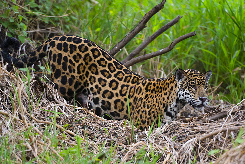 A jaguar (Panthera onca) moving through the grass, Cuiaba River, Pantanal, Mato Grosso, Brazil, South America