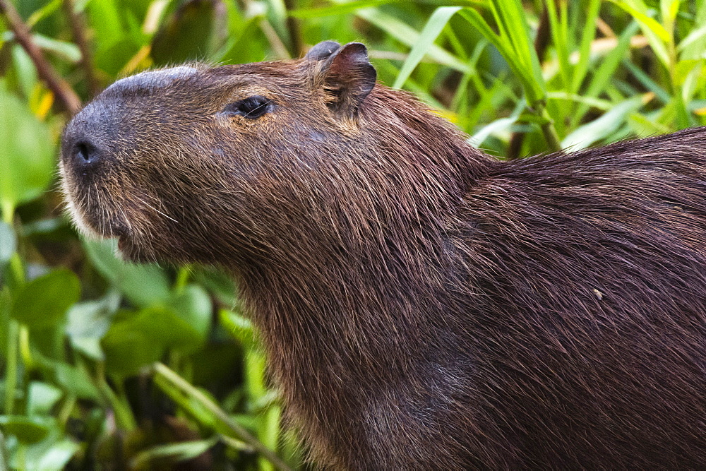 Close-up portrait of a capybara (Hydrochaeris hydrochaeris), Pantanal, Mato Grosso, Brazil, South America