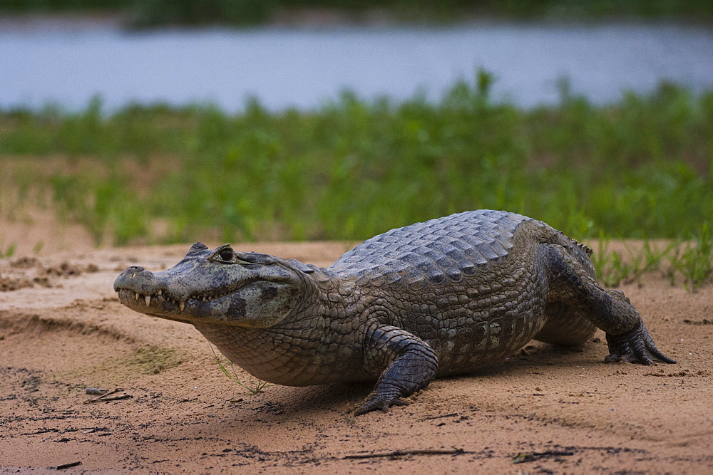 A Yacare caiman (Caiman crocodylus yacare), on a river bank, Cuiaba river, Pantanal, Mato Grosso, Brazil, South America