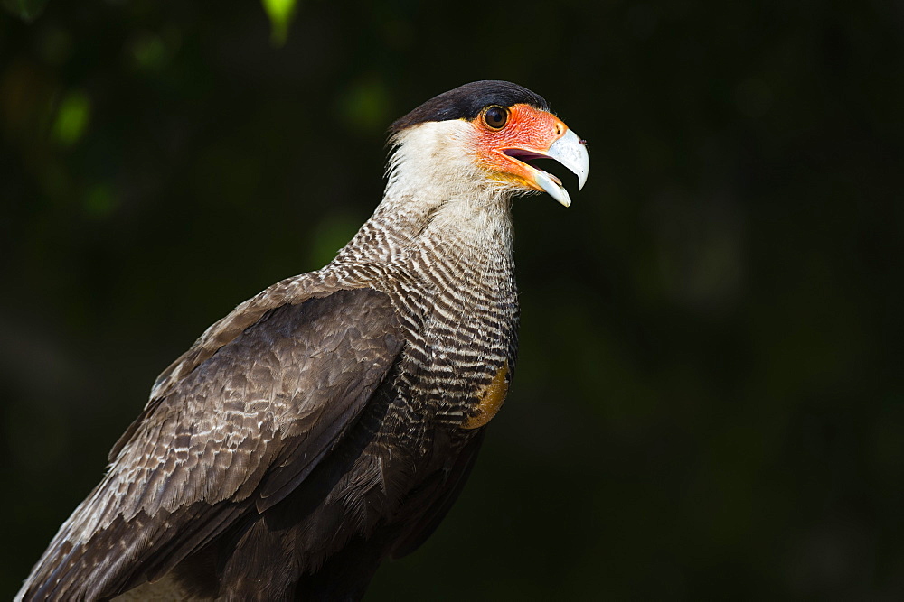 Portrait of a crested caracara, Polyborus plancus, Pantanal, Mato Grosso, Brazil, South America