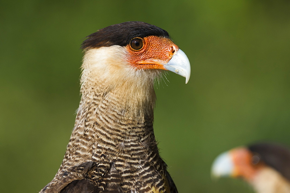 Crested caracara (Polyborus plancus), Pantanal, Mato Grosso, Brazil, South America