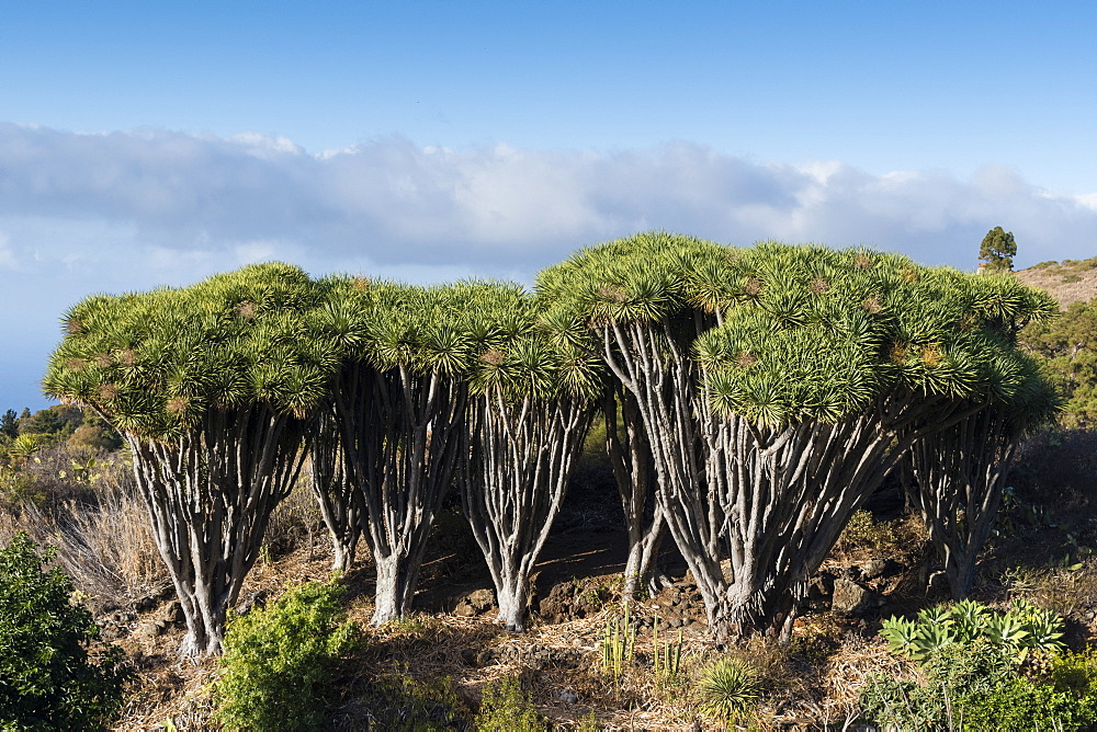 Dragon trees (Dracaena draco), La Palma Island, Canary Islands, Spain, Europe