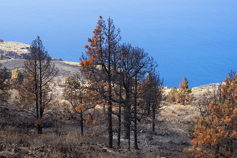 Burned Canary pine trees, La Palma Island, Canary Islands, Spain, Atlantic, Europe