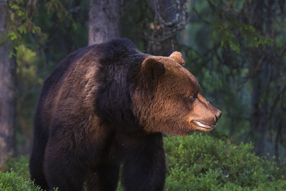 The light filtering through the leaves illuminates a European brown bear (Ursus arctos), Kuhmo, Finland, Europe