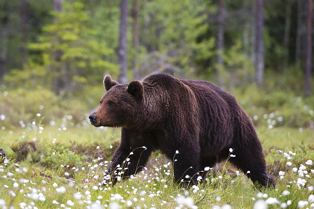 A European brown bear (Ursus arctos) walking in a meadow of blooming cotton grass, Kuhmo, Finland, Europe